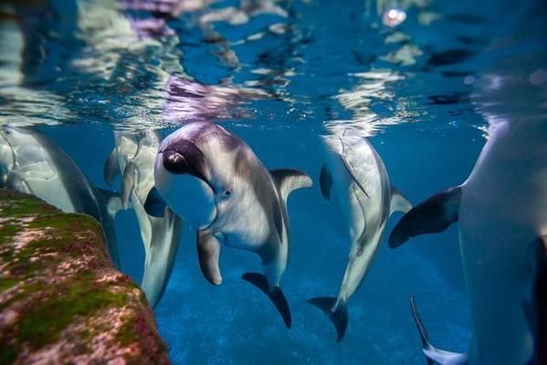 現在水族館生意怎么樣啊知乎：中國水族館行業(yè)發(fā)展趨勢 水族館百科（水族館加盟） 第2張