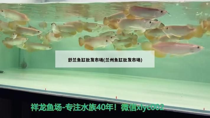 蘭州魚缸批發(fā)市場(chǎng)：蘭州市最近的魚缸批發(fā)市場(chǎng)地址電話是多少 全國(guó)觀賞魚市場(chǎng) 第6張