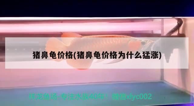 豬鼻龜2020價格：2020年豬鼻龜價格 豬鼻龜百科 第4張