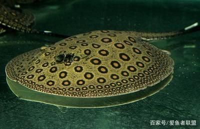 魟魚加熱棒選擇建議：水族箱加熱棒選擇 魟魚百科 第4張