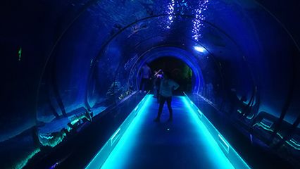 國(guó)內(nèi) 水族館：上海海洋水族館 水族館百科（水族館加盟） 第5張