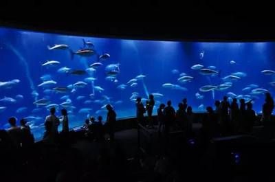 國內(nèi) 水族館：上海海洋水族館 水族館百科（水族館加盟） 第4張