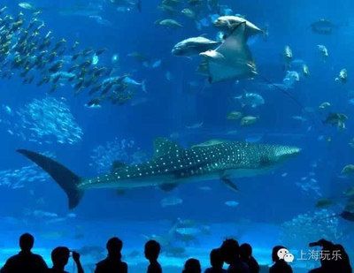 國(guó)內(nèi) 水族館：上海海洋水族館 水族館百科（水族館加盟） 第1張