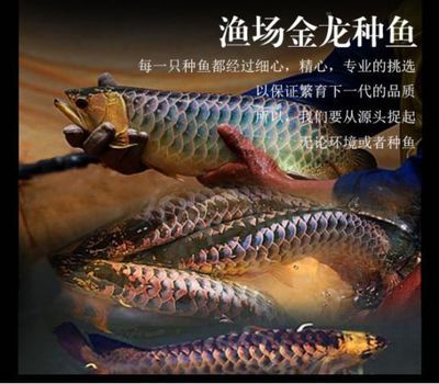 如何挑選健康的珍珠魟魚(yú)：如何挑選健康珍珠魟魚(yú) 魟魚(yú)百科 第5張