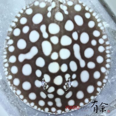 魟魚卷邊癥狀的處理方法：如何改善魟魚飼養(yǎng)環(huán)境 魟魚百科 第2張