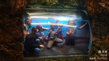 在水族館可以干什么活：在水族館工作是一種怎樣的體驗(yàn)？ 水族館百科（水族館加盟） 第4張