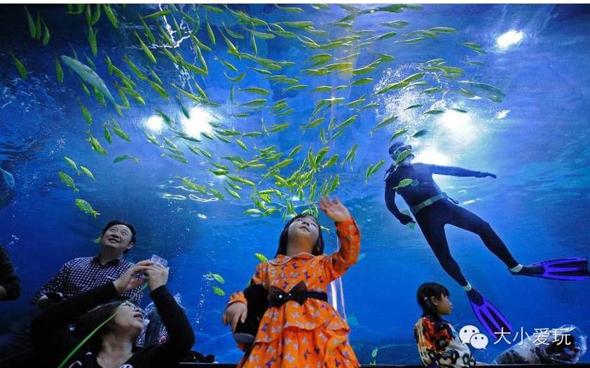 在水族館可以干什么活：在水族館工作是一種怎樣的體驗(yàn)？ 水族館百科（水族館加盟） 第2張