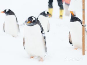 小樽水族館官網(wǎng)旗艦店：小樽水族館官網(wǎng)旗艦店介紹 水族館百科（水族館加盟） 第2張