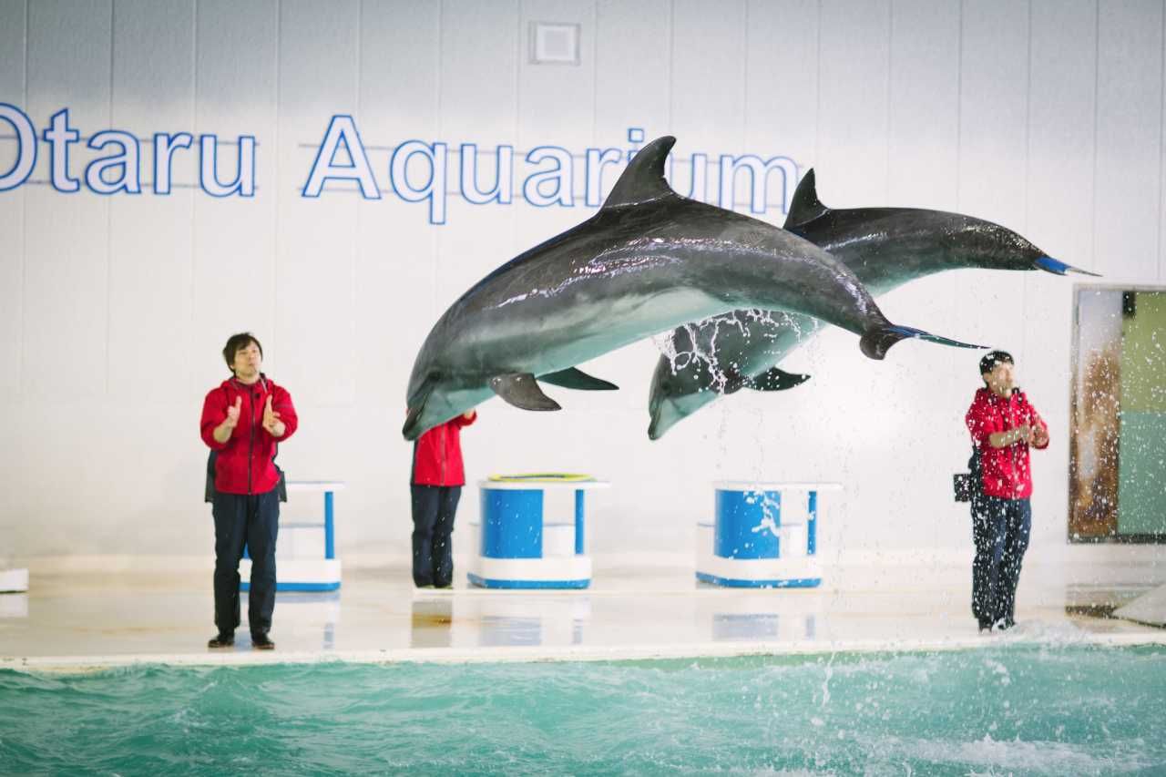 小樽水族館官網(wǎng)旗艦店：小樽水族館官網(wǎng)旗艦店介紹 水族館百科（水族館加盟） 第5張