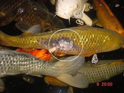 高溫下金龍魚食欲變化：如何降低魚缸水溫方法，金龍魚食欲下降處理辦法 金龍魚百科 第3張