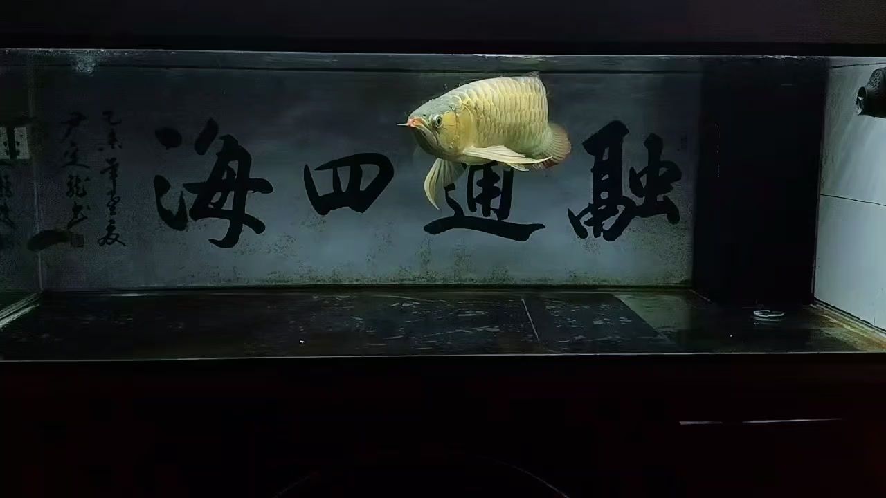 養(yǎng)魚養(yǎng)心：“養(yǎng)魚養(yǎng)心”是一種很好的生活態(tài)度和習慣