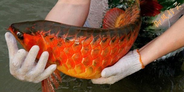 紅龍魚(yú)繁殖過(guò)程注意事項(xiàng)：紅龍魚(yú)的繁殖過(guò)程需要注意什么？ 龍魚(yú)百科 第4張