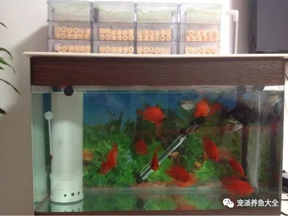 魚缸過濾器的安裝視頻教程：如何正確安裝魚缸過濾器 魚缸百科 第3張