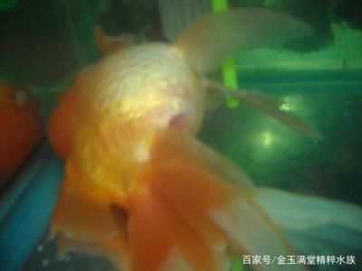 購買金龍魚苗違法嗎：購買金龍魚苗時我需要注意哪些事項以避免違法行為 水族問答 第1張