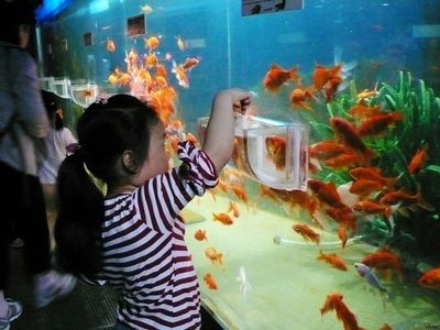 水族館游玩日記500字：探索海洋奇觀 水族館百科（水族館加盟） 第2張