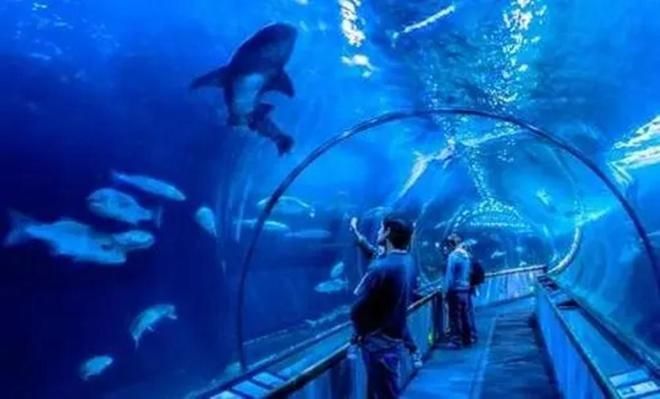 水族館作文500字以上怎么寫：如何寫好水族館作文 水族館百科（水族館加盟） 第3張