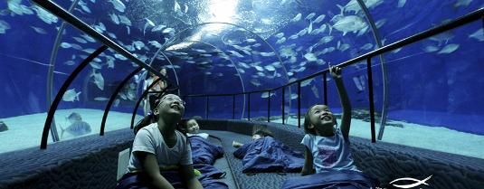 水族館作文500字以上怎么寫：如何寫好水族館作文 水族館百科（水族館加盟） 第4張