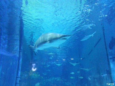 葫蘆島水族館：葫蘆島市連山區(qū)水族館