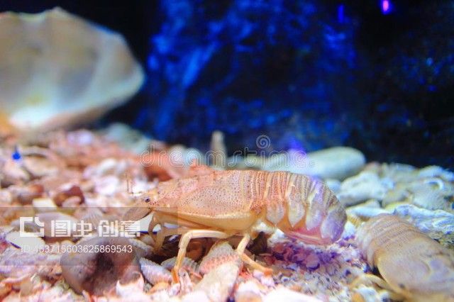 水族館bug：《穿越火線》柏林水族館游戲修復(fù) 水族館百科（水族館加盟） 第4張