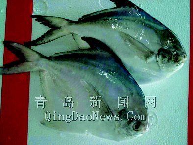 觀賞魚進(jìn)出口結(jié)構(gòu)變動(dòng)分析：中國(guó)的觀賞魚進(jìn)出口結(jié)構(gòu)的變化