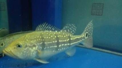 古典金龍魚的飼養(yǎng)方法：如何正確選擇金龍魚飼料以保持其健康水平 水族問答 第2張