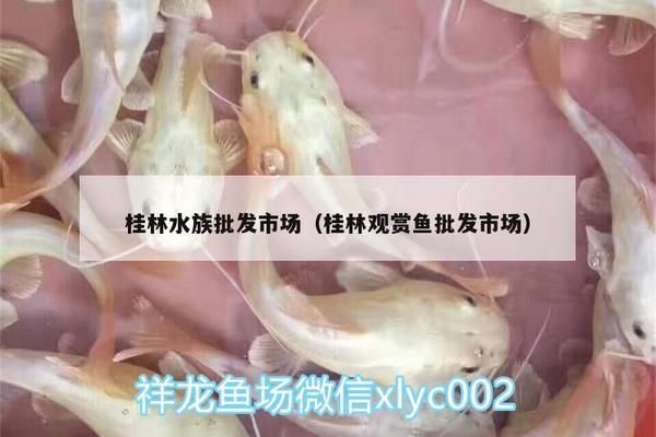 桂林龍魚專賣店：桂林市哪里有賣魚缸的實(shí)體店 全國觀賞魚市場 第7張