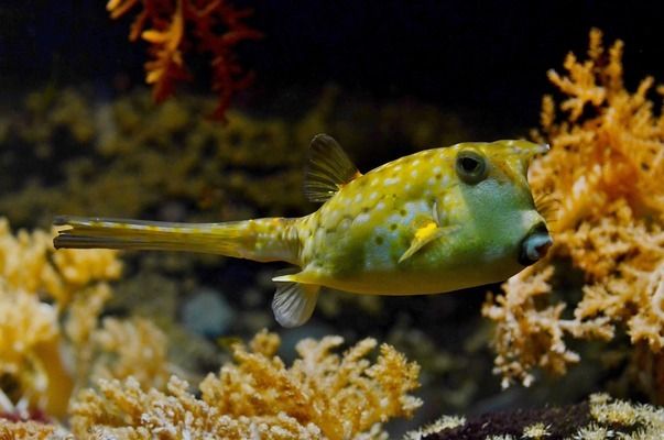 開封水族批發(fā)市場：開封水族批發(fā)市場在哪里 全國觀賞魚市場 第8張