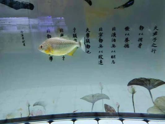 觀賞魚換水后如何穩(wěn)定水質(zhì)：觀賞魚換水后如何穩(wěn)定水質(zhì)養(yǎng)殖愛好者常面臨的問題 觀賞魚百科 第5張