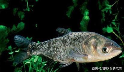 古典金龍魚的飼養(yǎng)條件和方法：金龍魚的水質(zhì)要求是什么？ 水族問答 第2張