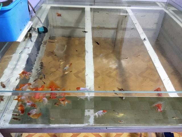 觀賞魚水質(zhì)檢測方法：如何選擇水質(zhì)檢測儀器 觀賞魚百科 第3張