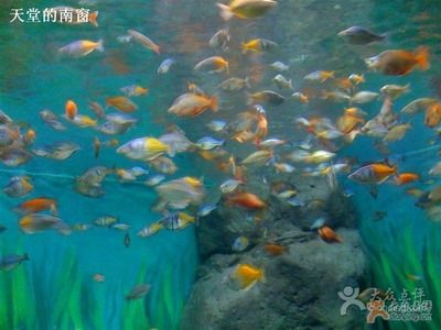 水族館里面有什么便宜好看的魚：便宜又好看的觀賞魚有哪些？