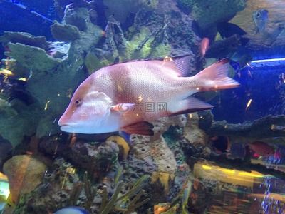 水族館里面有什么便宜好看的魚：便宜又好看的觀賞魚有哪些？