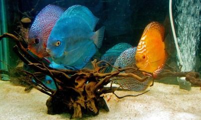 水族館里面有什么便宜好看的魚：便宜又好看的觀賞魚有哪些？ 水族館百科（水族館加盟） 第3張