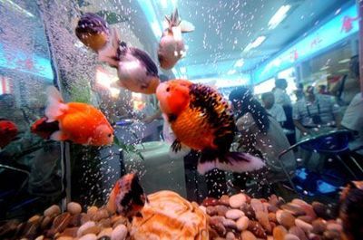 水族館里面有什么便宜好看的魚：便宜又好看的觀賞魚有哪些？ 水族館百科（水族館加盟） 第5張