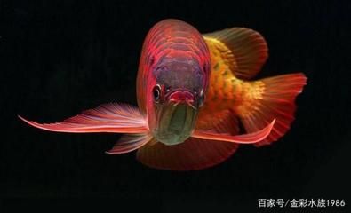 紅龍魚產地在哪里的好釣魚：紅龍魚產地在哪里？ 紅龍魚百科 第4張