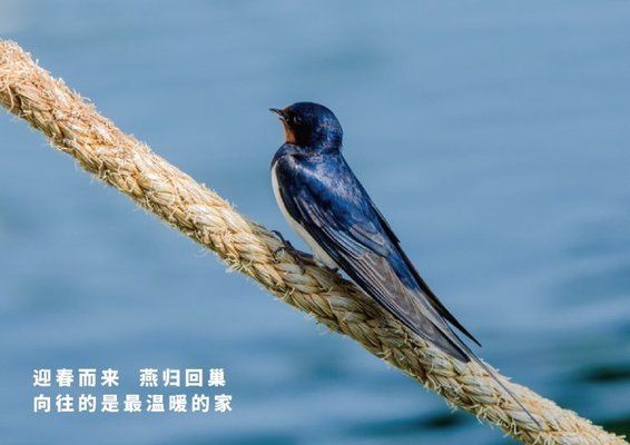 古典金龍魚特點(diǎn)：古典金龍魚是如何吸引配偶的，金龍魚是如何吸引配偶的 水族問答