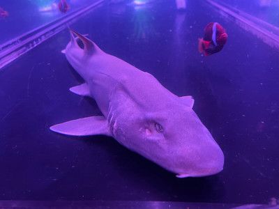 靜海水族館在哪：上海靜海水族館營業(yè)時間查詢新泰靜海水族館門票價格對比