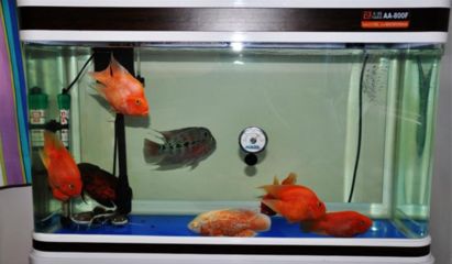 如何飼養(yǎng)健康BD魟魚：飼養(yǎng)健康bd魟魚需要注意什么 魟魚百科 第3張