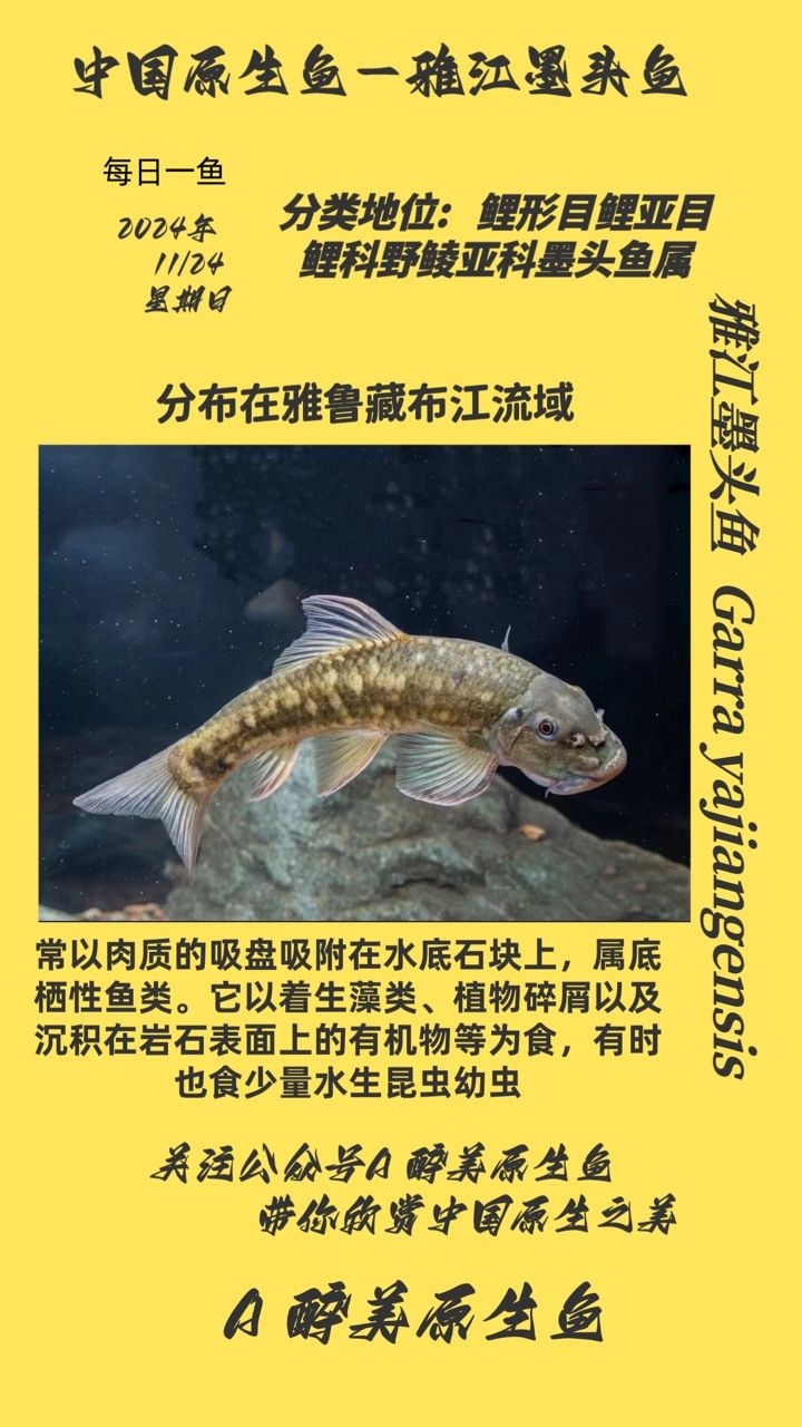 雅江原生魚：雅江原生魚是指在中國四川省雅江縣及其附近河流中發(fā)現(xiàn)的原生魚類 觀賞魚論壇