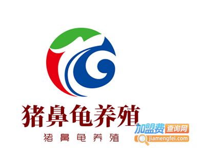 豬鼻龜什么價位：豬鼻龜價格大概是多少 豬鼻龜百科 第8張