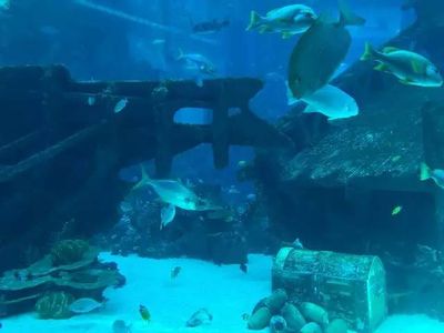 水族館哪個(gè)牌子的好：森森水族箱品牌介紹 水族館百科（水族館加盟） 第5張