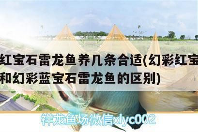 黑帝王魟魚稀有品種價格趨勢：黑帝王魟魚稀有品種價格趨勢分析 魟魚百科 第3張