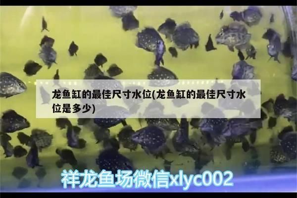 龍魚(yú)缸最佳水位是多少：龍魚(yú)缸水位控制在30到50厘米之間之間最為合適