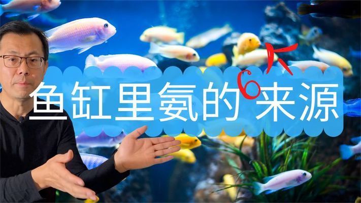 如何控制魚缸內(nèi)氨含量：魚缸內(nèi)氨的含量對(duì)水族生物的健康至關(guān)重要 魚缸百科 第2張