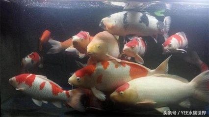 如何控制魚缸內(nèi)氨含量：魚缸內(nèi)氨的含量對(duì)水族生物的健康至關(guān)重要 魚缸百科 第5張