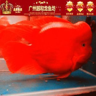 古典龍魚和金龍魚哪個(gè)好養(yǎng)活一點(diǎn)：古典龍魚和金龍魚在養(yǎng)護(hù)上有什么區(qū)別？ 水族問答 第2張