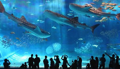 水族館發(fā)展前景：中國水族館行業(yè)發(fā)展趨勢分析