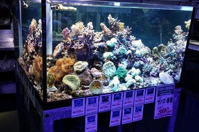 品牌水族館加盟排行榜前十名：品牌水族館加盟排名前十的水族館品牌加盟情況 水族館百科（水族館加盟） 第5張