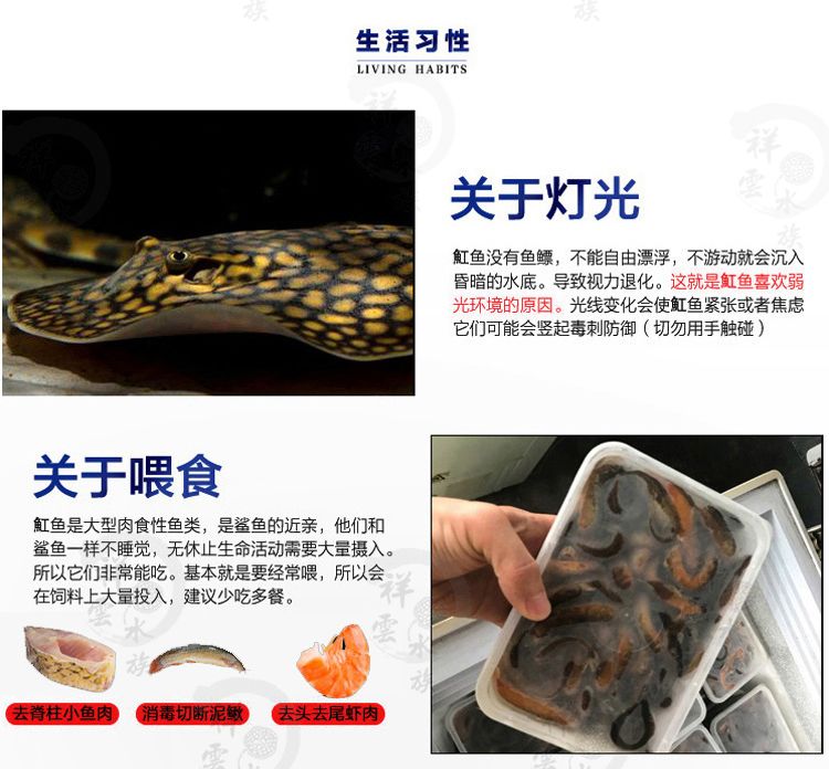 黑金魟魚飼料用戶評(píng)價(jià)匯總：黑金魟魚飼料用戶評(píng)價(jià)匯總多數(shù)消費(fèi)者對(duì)該產(chǎn)品持積極態(tài)度 魟魚百科 第2張