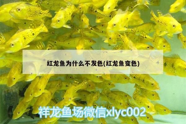 紅龍魚(yú)40公分不紅：紅龍魚(yú)40公分不紅怎么辦 紅龍魚(yú)百科 第2張